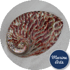 Polished Abalone - Red - 11cm